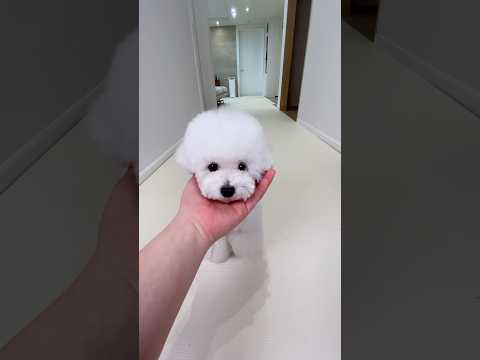 똑똑한 강아지와 아빠의 놀이 시간 #woah #미소아라티티
