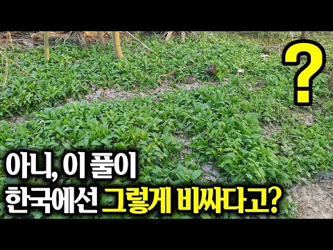 이탈리아에서는 널리고 널린 풀, 한국에서는 너무 비싼 채소