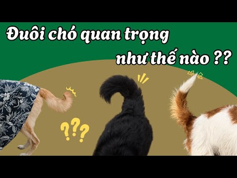 Đuôi chó quan trọng như thế nào? 😮 #Meow