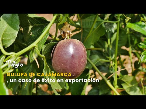 YouTube video thumbnail: Gulupa From Cajamarca, an Export Success Story