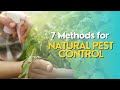 Natural Pest Control Methods