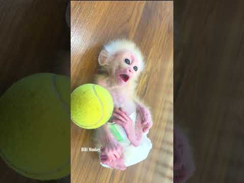 Baby Bibi poses for a photo with a tennis ball
