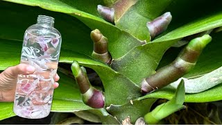 Đổ 1 chai mỗi tuần! Đột nhiên cây lan mọc rễ và nở hoa quanh năm