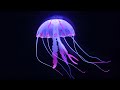 Jellyfish: Ecology and Characteristics