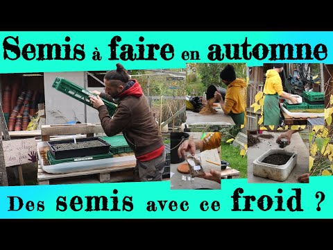 Tout ce qu'il faut semer en automne ! Potagères, fruitiers, petits fruits, etc...