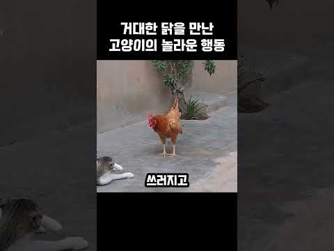 거대한 닭을 만난 고양이의 놀라운 행동