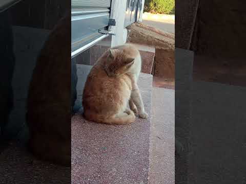 كيف تنظف القطط نفسها  #قطط #cats