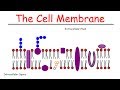 Cell Membrane Structure and Function