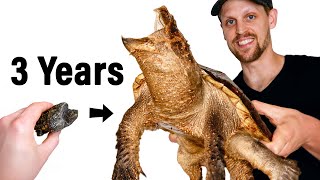 Raising a Rare Hybrid Snapping Turtle
