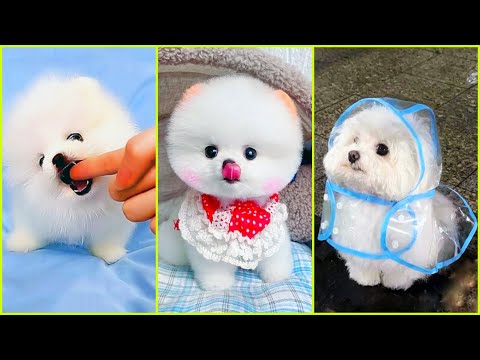 Tiny Pomeranians, Big Cuteness Overload! 🐕💕 Phốc Sóc Nhỏ Nhắn Nhưng Siêu Siêu Dễ Thương! #603