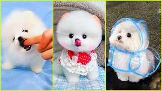 Tiny Pomeranians, Big Cuteness Overload! 🐕💕 Phốc Sóc Nhỏ Nhắn Nhưng Siêu Siêu Dễ Thương! #603