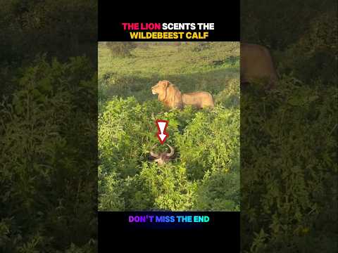 Lion Vs Wildbeest💀 #viralshorts #viralytshorts #shorts #animalshorts #ytshorts #wildlife #animal