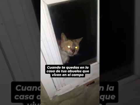 ☠️ ¡WTF! ☠️ Llamen a Dios ☠️ #animales #miedo