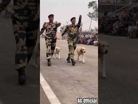 BSF Dog 🐕Parade At Jammu Suchetgarh #indian #shorts #dog