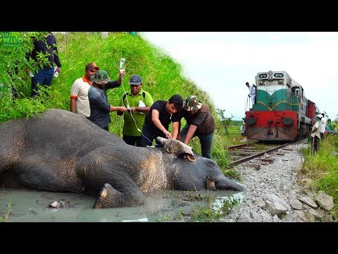 Reasons to trust Humanity! Helping an injured Elephant