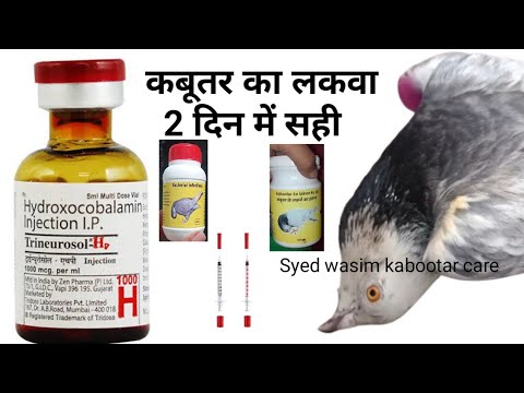 Kabootar Ke Lakwe Ki Vaccine 2 din me Sahi kabutar #kabootar_care #pigeon