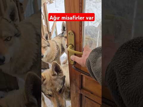 KURTLAR OPERASYONDAN GELDİLER , BUYURUN BUYURUN.