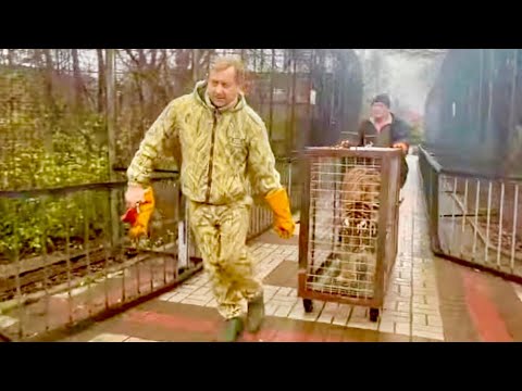 СМЕХ! Я первый раз увидела что у мартышек с подтопленного зоопарка есть свои НОВОГОДНИЕ ИГРУШКИ)