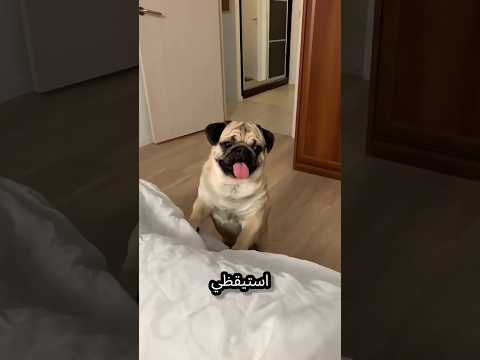 “اختفاء الطفل فجأة… لكن المفاجأة كانت صادمة للجميع!” #shortvideo