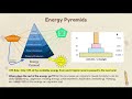Ecological Relationships and Impacts