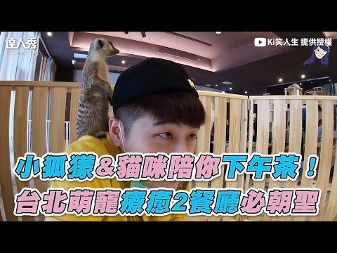 【小狐獴&貓咪陪你下午茶！台北萌寵療癒2餐廳必朝聖】｜Ki笑人生