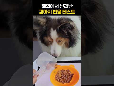 해외에서 난리난 강아지 반응 ㅋㅋㅋㅋ