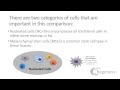 Stem Cells in Orthopedic Repair