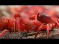 Red Crabs of Christmas Island