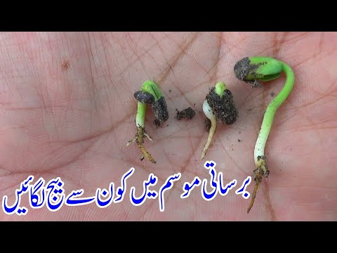Barsat Mein Kon Se Seeds Lagana Chahiye