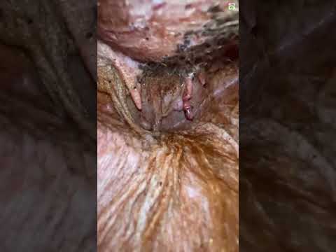 ببینید نوزاد تازه متولد شده کانگورو چه شکلیست؟