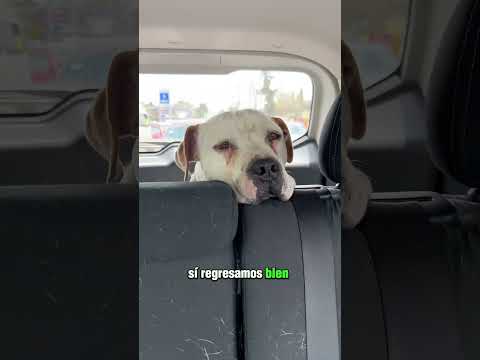 Adopta a Rufus  #adopcion #mexico  info: 55 8160 8504