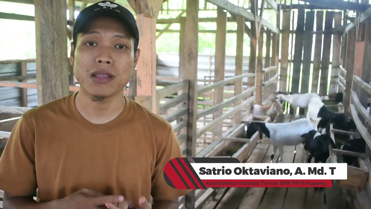 Aktivitas Instalasi Ternak di SMK PP N Kupang