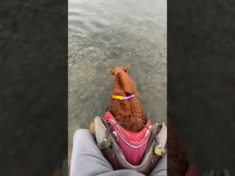 Just a silly horse doing silly things! 🤪🐴#horse #pet #foryou #funnyvideos #animals