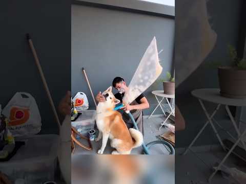 Köpek Tüyünden Yapılan Köpek Kazağı
