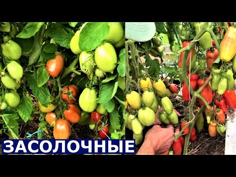 Описание сортов томатов жигало, дамские пальчики