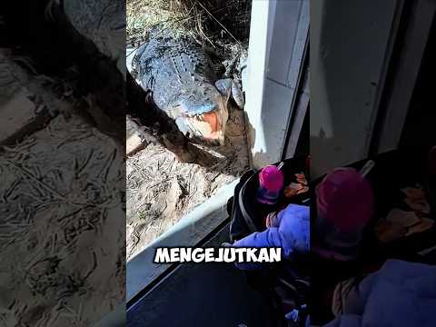 Buaya Mengira Balita Adalah Mangsa! 🐊😱