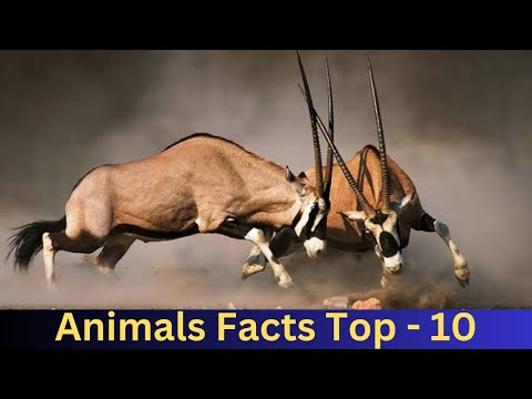 जानवरों के बारे में 10 Amezing fact ep.19🥶🦌#animals #factsinhindi #facts #viral #trending 🔥🔥