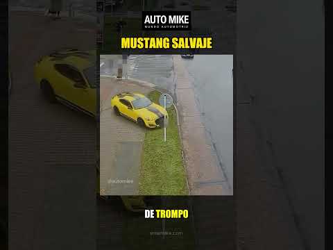 Mustang Salvaje