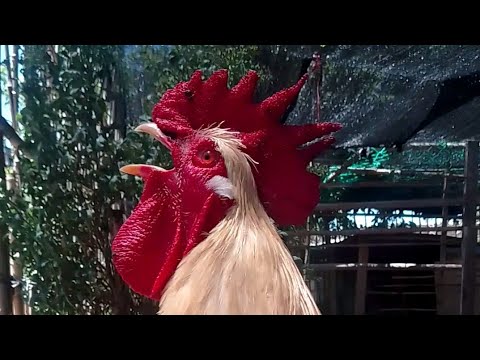 HOY ES DÍA DE LIMPIEZA DEL GALLINERO #videos #videoshort