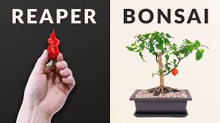 3 Year Carolina Reaper BONSAI Time-lapse