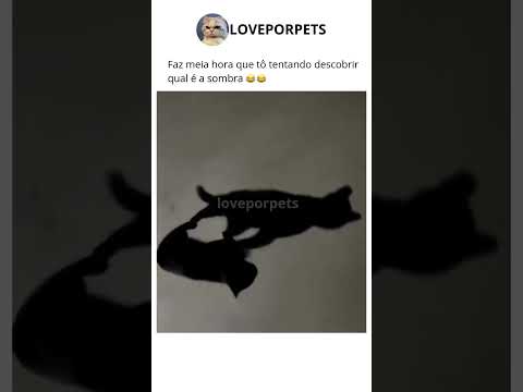 #animaisengraçados