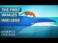 Whale Facts and Evolution