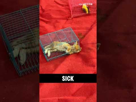 Saving a Sick Kitten: A Heartfelt Journey #catrescue