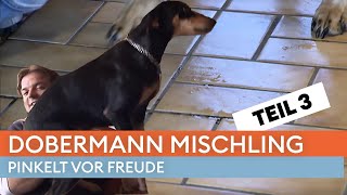 Mit drei Jahren nicht stubenrein? 😳 - Teil 3 | Der Hundeprofi