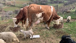 #cow #ماشاءالله