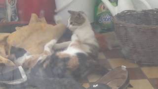 Cat Fight  funniest video