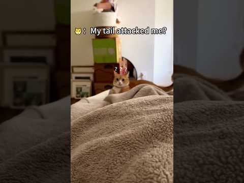She Started Beef With Her Own Tail… Again. 🍔🐈 #fyp #foryou #cat #cats