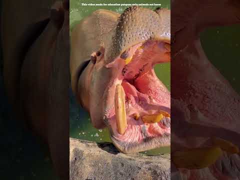 Mira Lo Que Este Hombre Le Hizo Al Hipopótamo 🦛💔