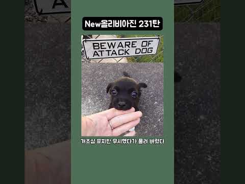 New올리비아진 231탄