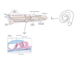 Cochlear Implants and Sound Processing